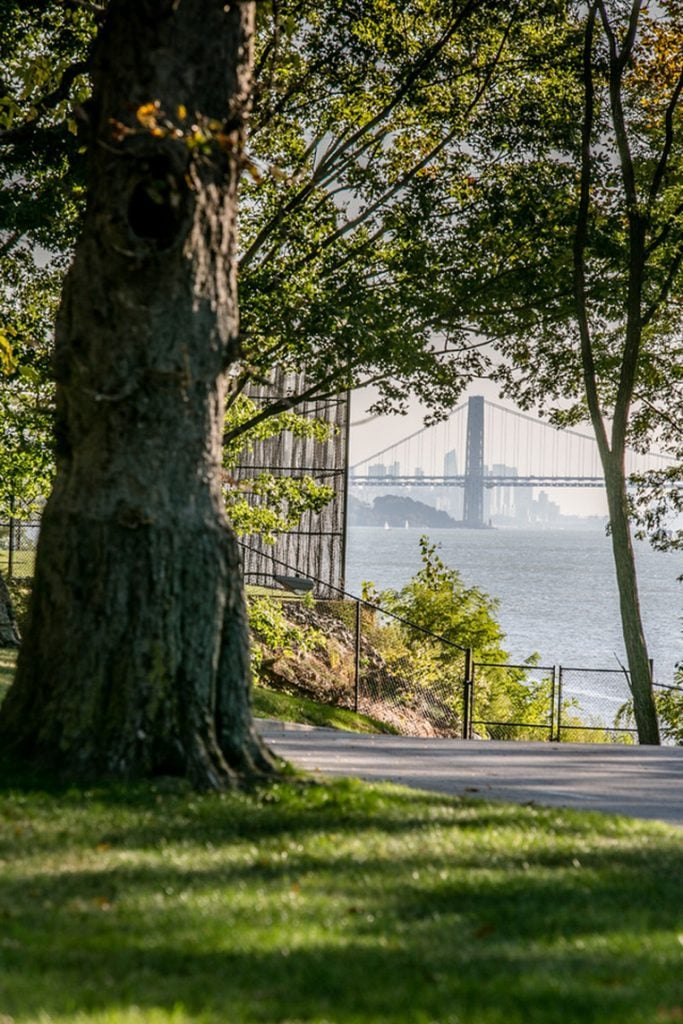 close up of tree with bridge in the distance